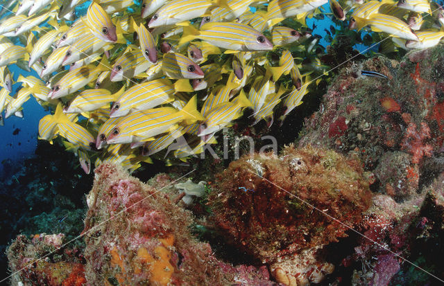 Echte steenvis (Synanceia verrucosa)