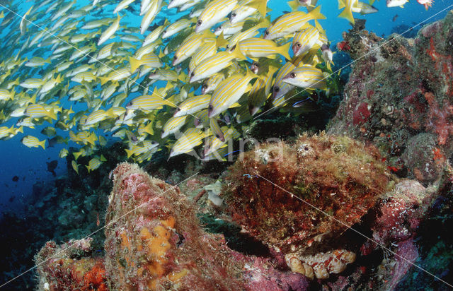 Reef stonefish (Synanceia verrucosa)