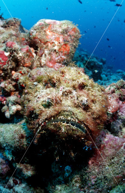 Reef stonefish (Synanceia verrucosa)