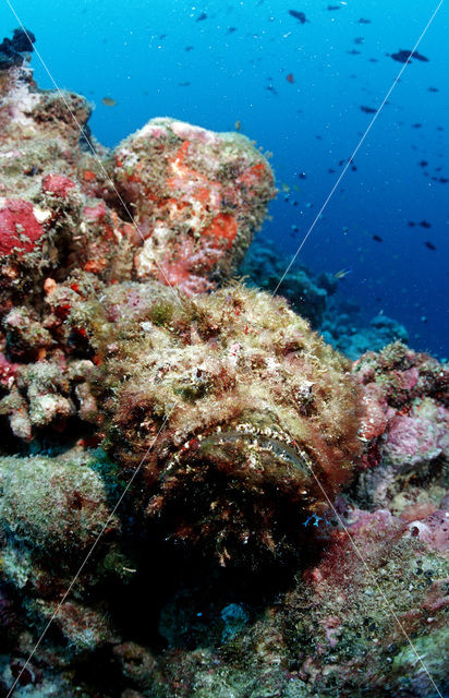 Reef stonefish (Synanceia verrucosa)