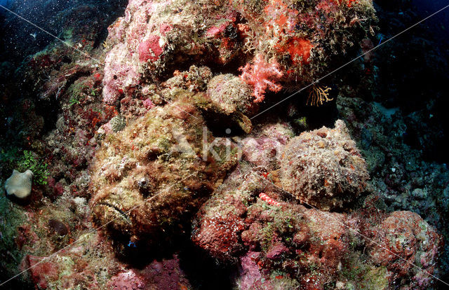 Reef stonefish (Synanceia verrucosa)