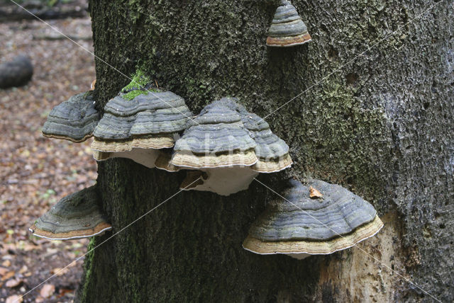 touchwood (Fomes fomentarius)