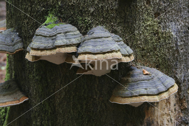 Echte tonderzwam (Fomes fomentarius)