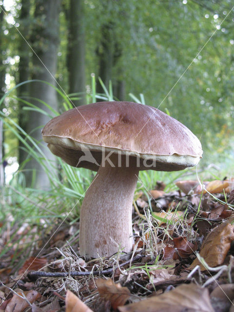 King Bolete (Boletus edulis)