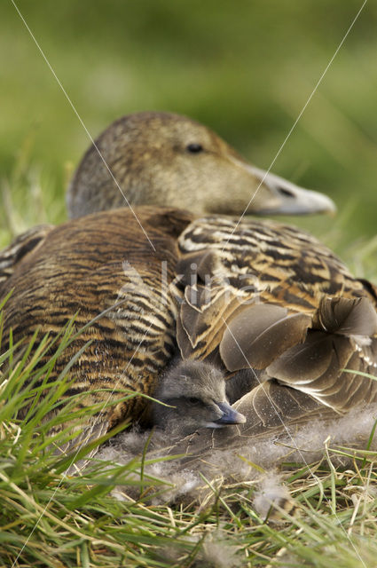 Eider (Somateria mollissima)