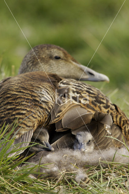 Eider (Somateria mollissima)