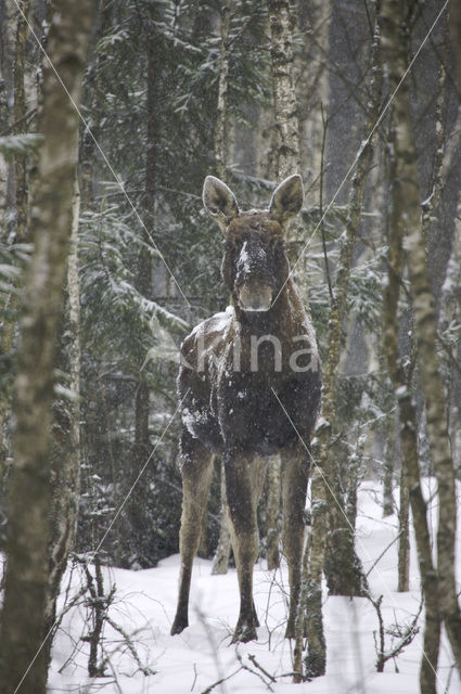 Eland (Alces alces)