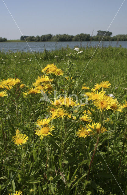 British Fleabane (Inula britannica)