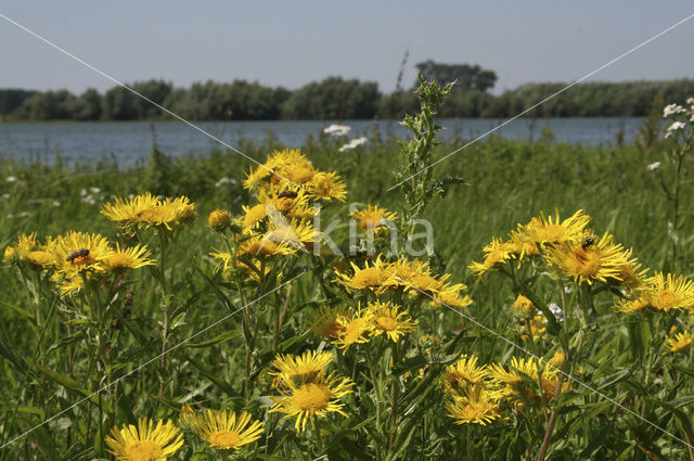 British Fleabane (Inula britannica)