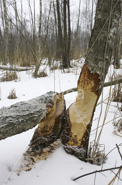 Eurasian beaver (Castor fiber)