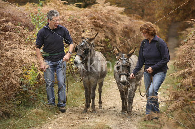 Donkey (Equus asinus)