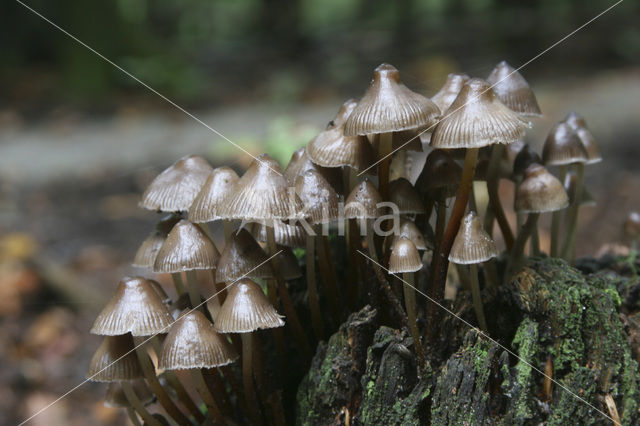 clustered bonnet (Mycena inclinata)