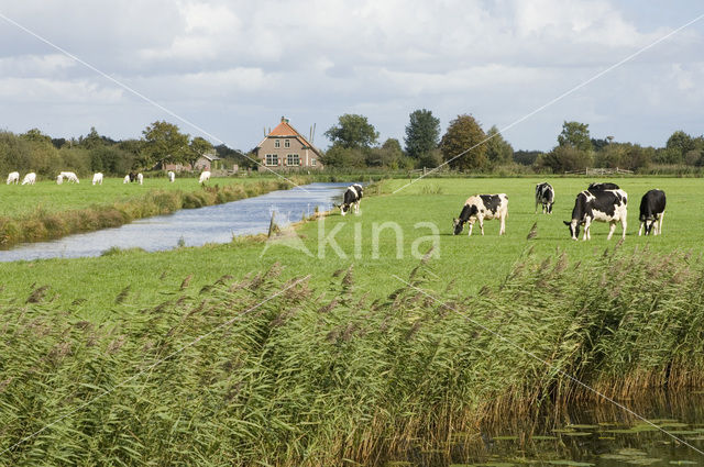 Mottled Cow (Bos domesticus)