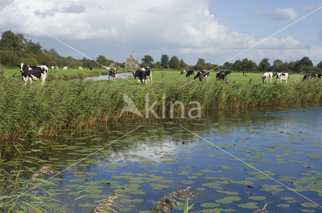 Mottled Cow (Bos domesticus)