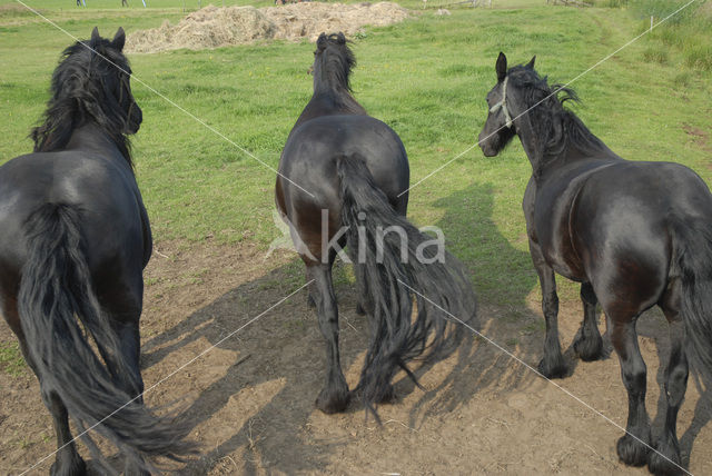 Frisian Horse (Equus spp)