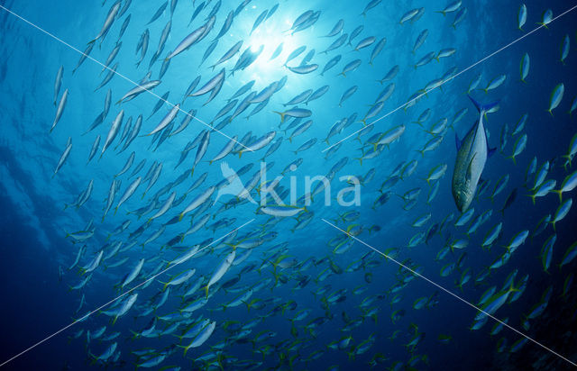 Yellow and blueback fusilier (Caesio teres)