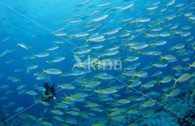 Yellow and blueback fusilier (Caesio teres)