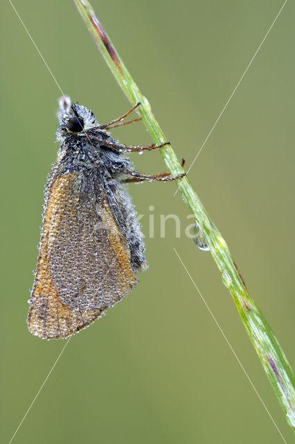 Geelsprietdikkopje (Thymelicus sylvestris)