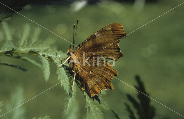 Comma (Polygonia c-album)