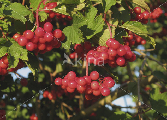 Guelder Rose