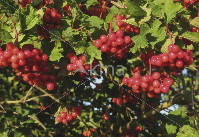 Guelder Rose