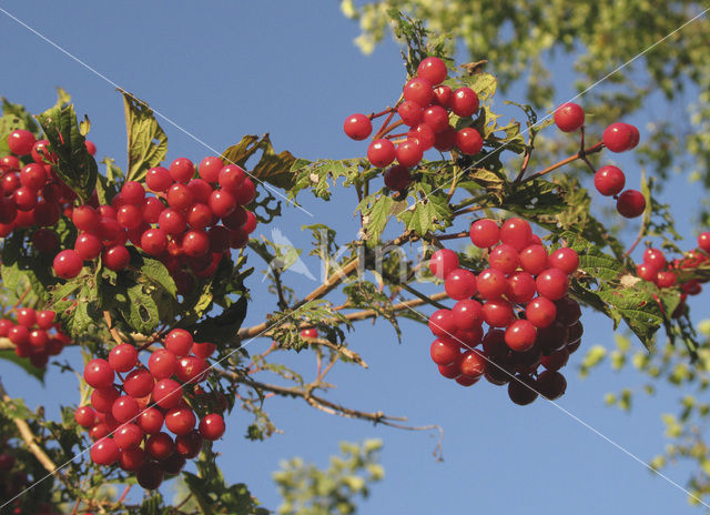 Gelderse roos (Viburnum opulus)