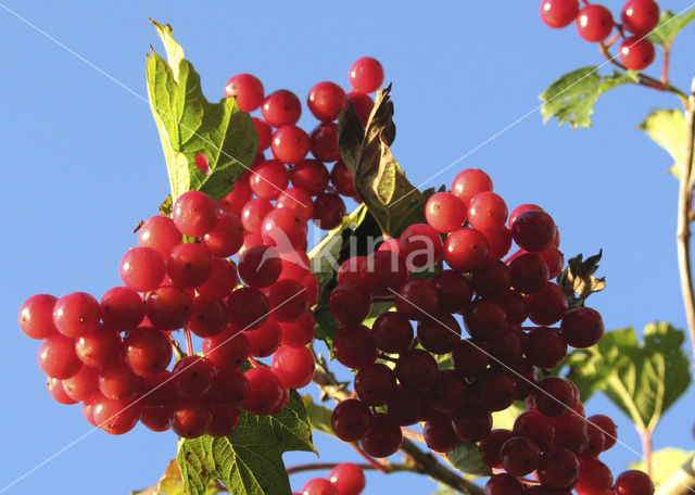 Gelderse roos (Viburnum opulus)