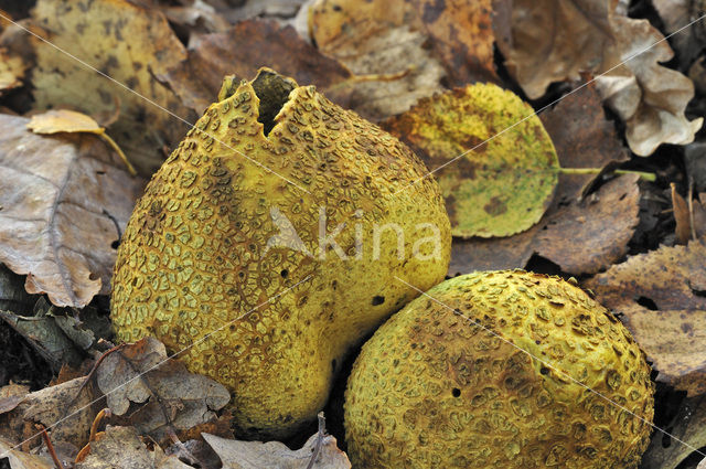 Common Earthball (Scleroderma citrinum)