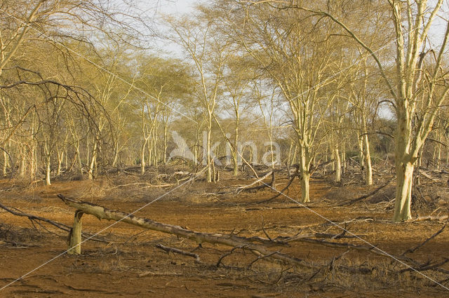 Fever tree (Acacia xanthophloea)