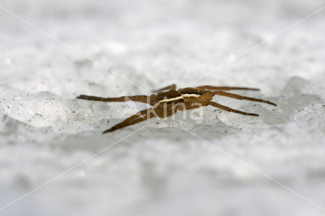 Gerande oeverspin (Dolomedes fimbriatus)