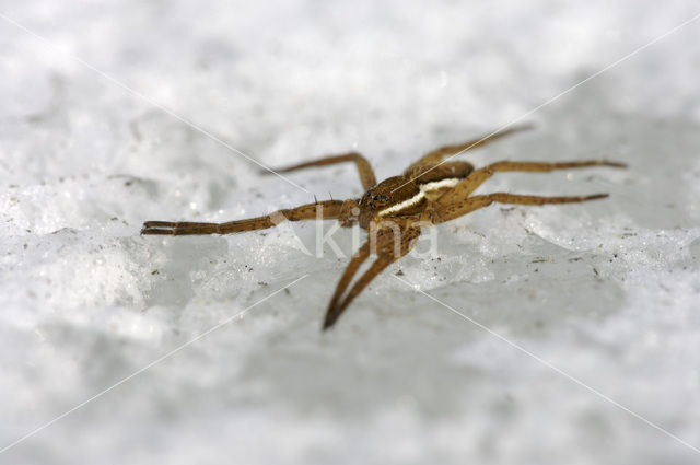 Gerande oeverspin (Dolomedes fimbriatus)