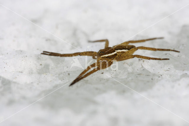 Gerande oeverspin (Dolomedes fimbriatus)