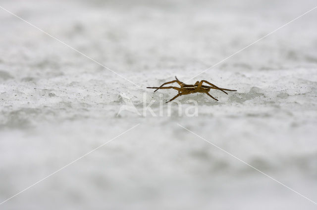 Gerande oeverspin (Dolomedes fimbriatus)