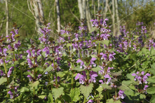 Spotted Dead-nettle (Lamium maculatum)