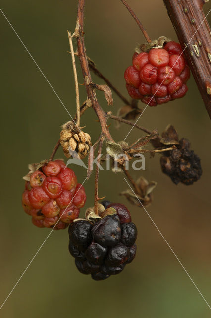 Gewone braam (Rubus fruticosus)