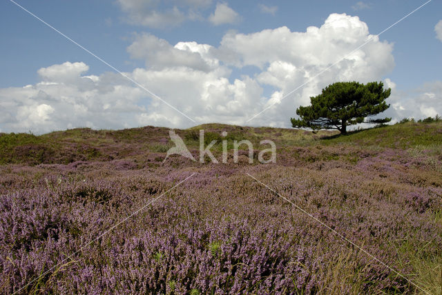 Cross-leaved Heather (Erica tetralix)