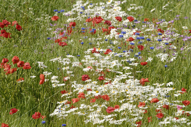 Gewone klaproos (Papaver rhoeas)