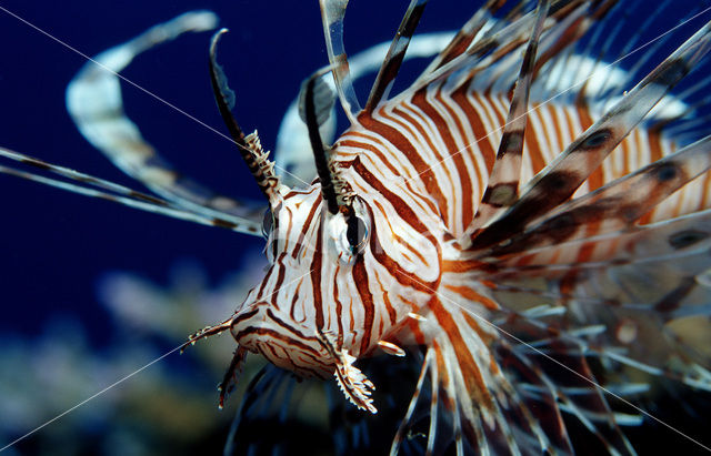 Gewone Koraalduivel (Pterois volitans)