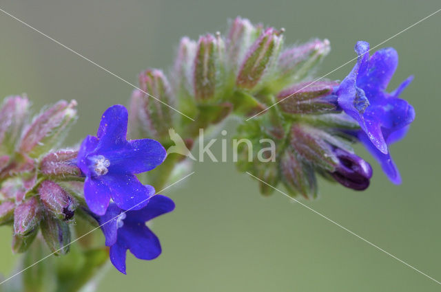 Gewone ossentong (Anchusa officinalis)