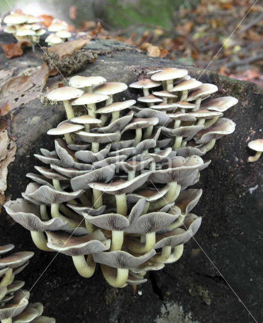 Sulphur tuft (Hypholoma fasciculare)