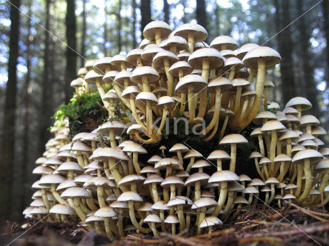 Sulphur tuft (Hypholoma fasciculare)