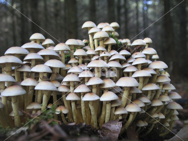 Gewone zwavelkop