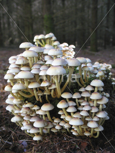 Sulphur tuft (Hypholoma fasciculare)