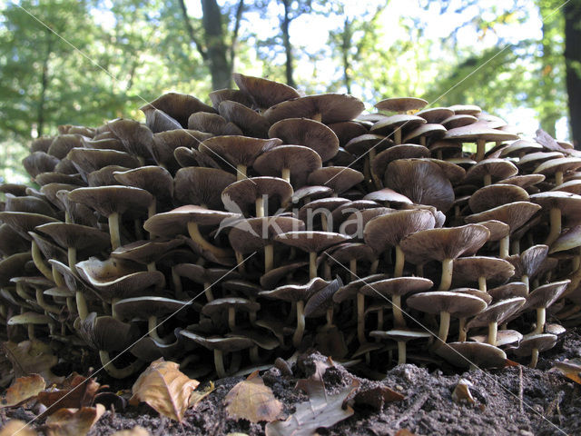 Sulphur tuft (Hypholoma fasciculare)