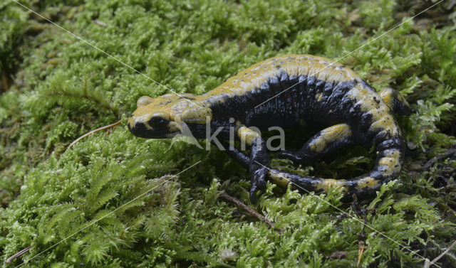 Gouden alpensalamander (Salamandra atra aurorae)