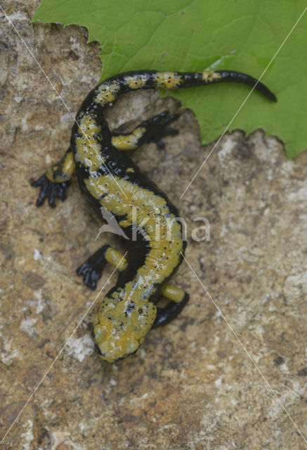 Gouden alpensalamander (Salamandra atra aurorae)