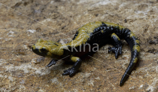 Gouden alpensalamander (Salamandra atra aurorae)