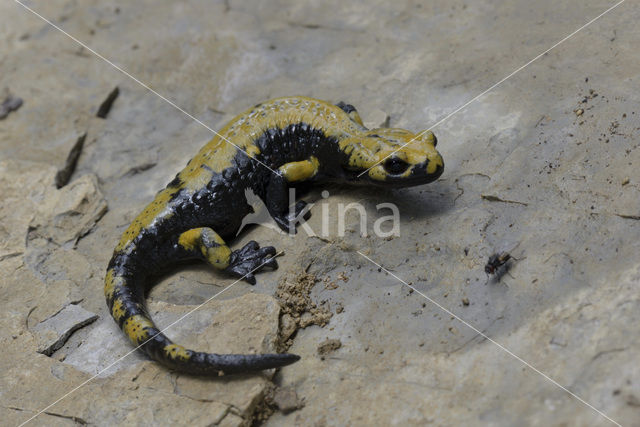 Gouden alpensalamander (Salamandra atra aurorae)