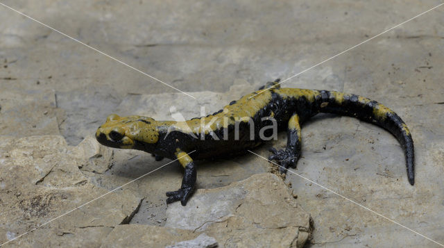Golden alpine salamander (Salamandra atra aurorae)