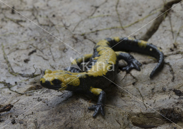 Gouden alpensalamander (Salamandra atra aurorae)